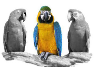 parrotscol